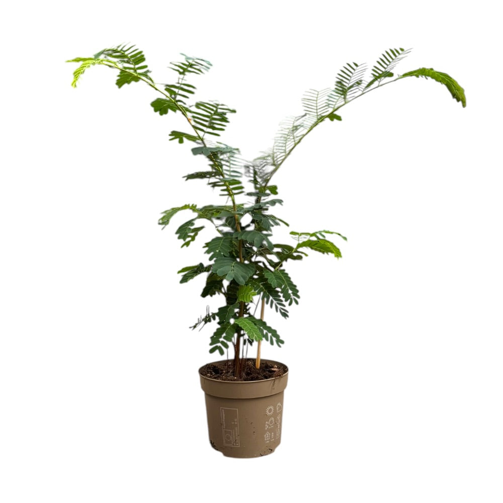 Tamarind, Tamarinde indica - 13 cm potte
