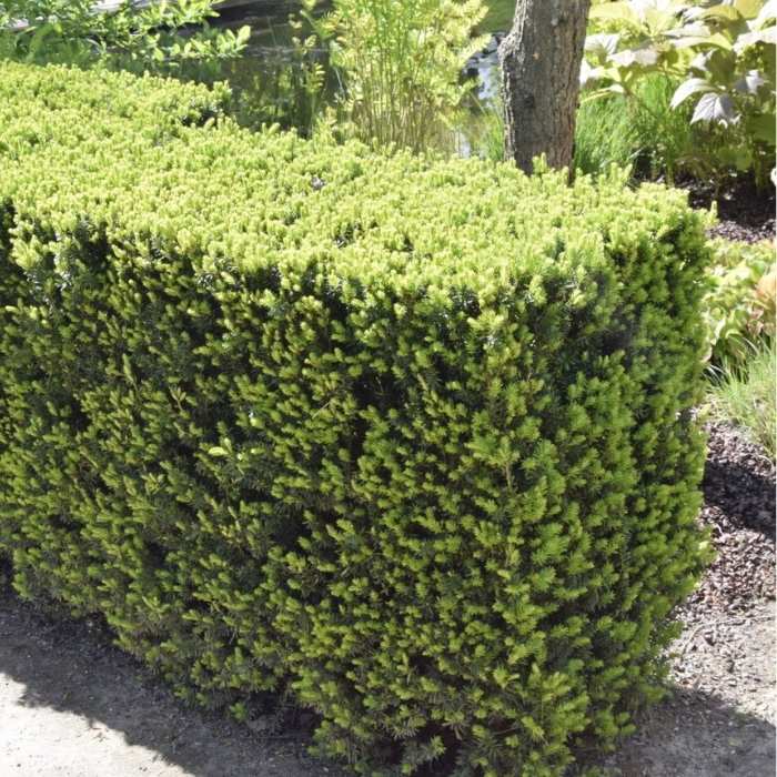 Alm. Taks hækplante, Taxus baccata 