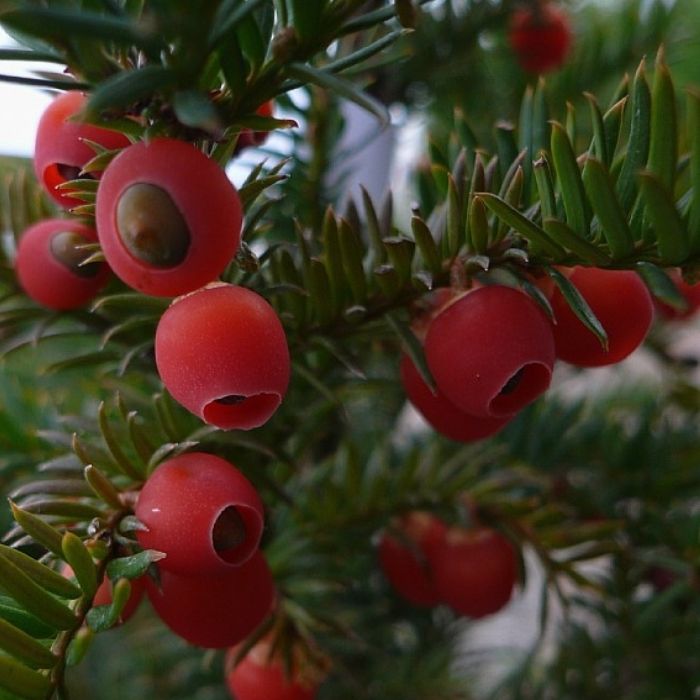 Alm. Taks hækplante, Taxus baccata 