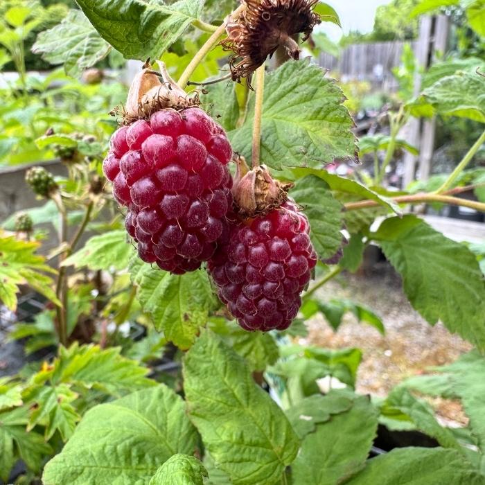 Tornløs taybær, Rubus X Buckingham Tayberry