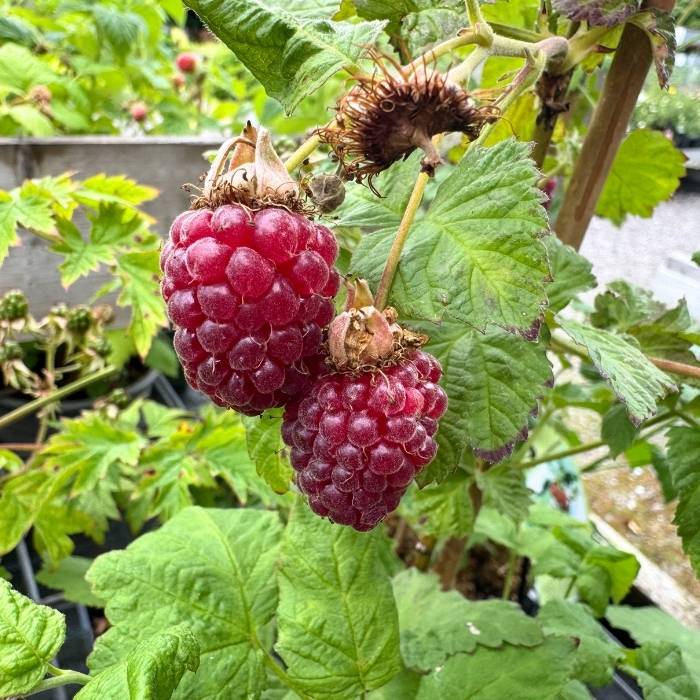 Tornløs taybær, Rubus X Buckingham Tayberry