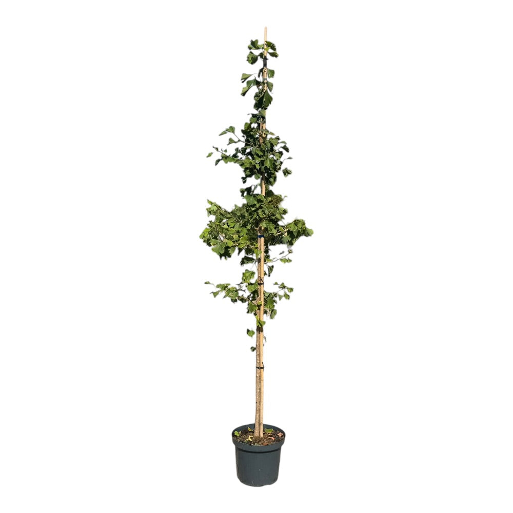 Tempeltræ, Ginkgo biloba 