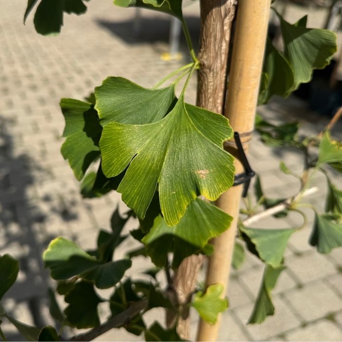 Tempeltræ, Ginkgo biloba 