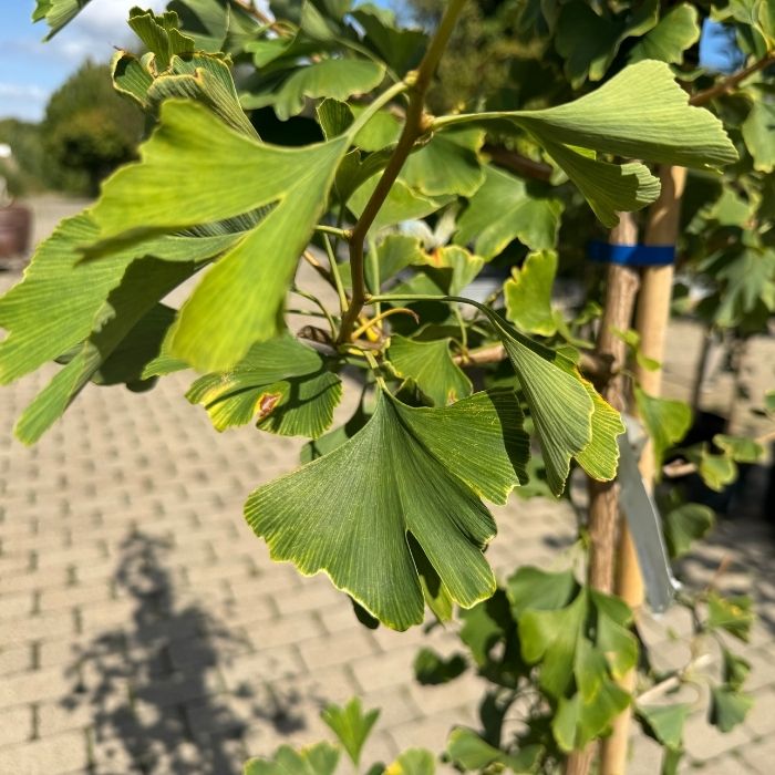 Tempeltræ, Ginkgo biloba 