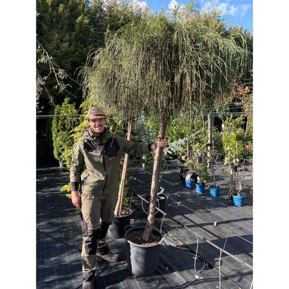 Thuja plicata 'Whipcord', opstammet – 180 cm
