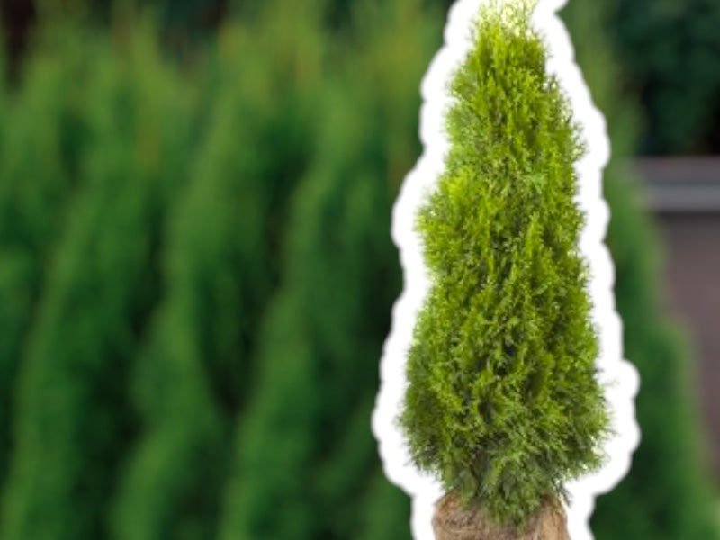 THUJA Træ OCC SMARAGD, størrelse 150-175 cm, klumpformet.