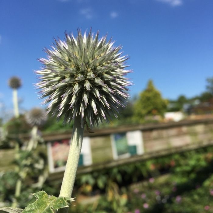 Tidselkugle, ECHINOPS ´ritro´