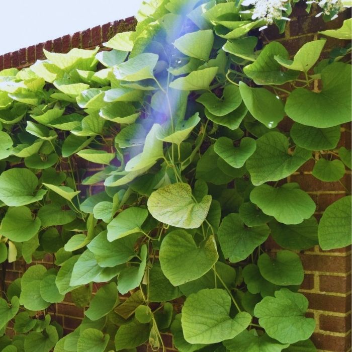 Aristolochia macrophylla C2 60 cm