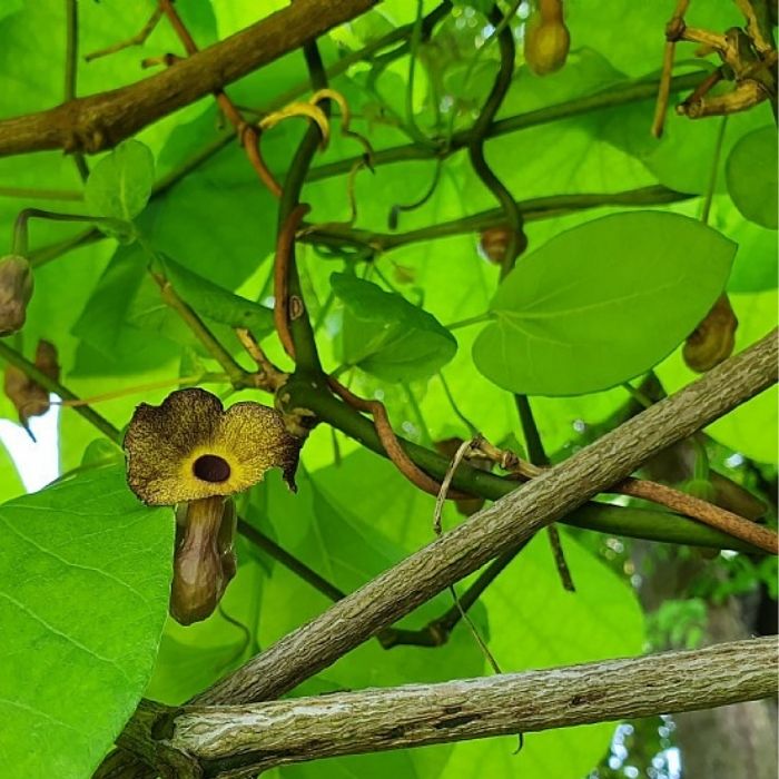 Aristolochia macrophylla C2 60 cm