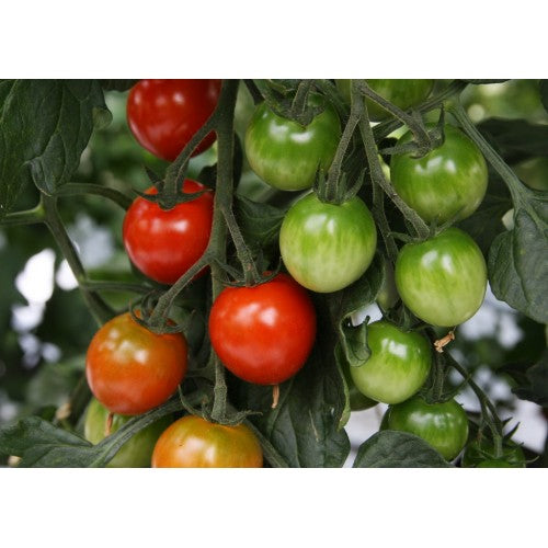 Toftegaard - Cheramy