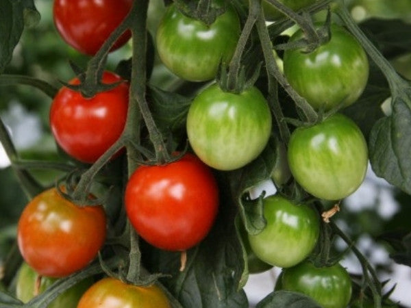 Toftegaard - Cheramy