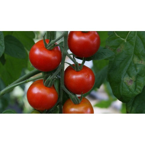 Toftegaard - Gartenfreude