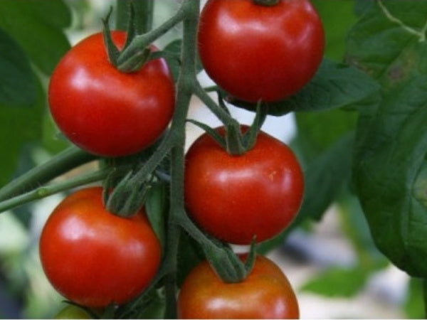 Toftegaard - Gartenfreude