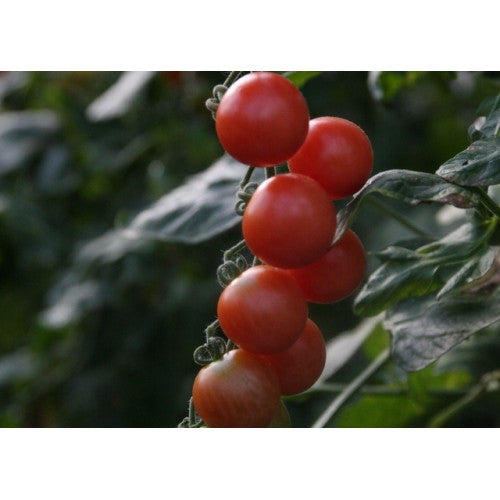 Toftegaard - Pink Princess