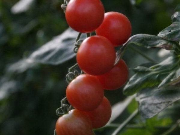 Toftegaard - Pink Princess