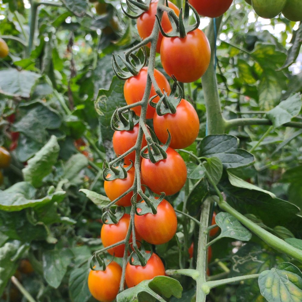Tomatplante Aura i 11,5 cm potte til drivhus.