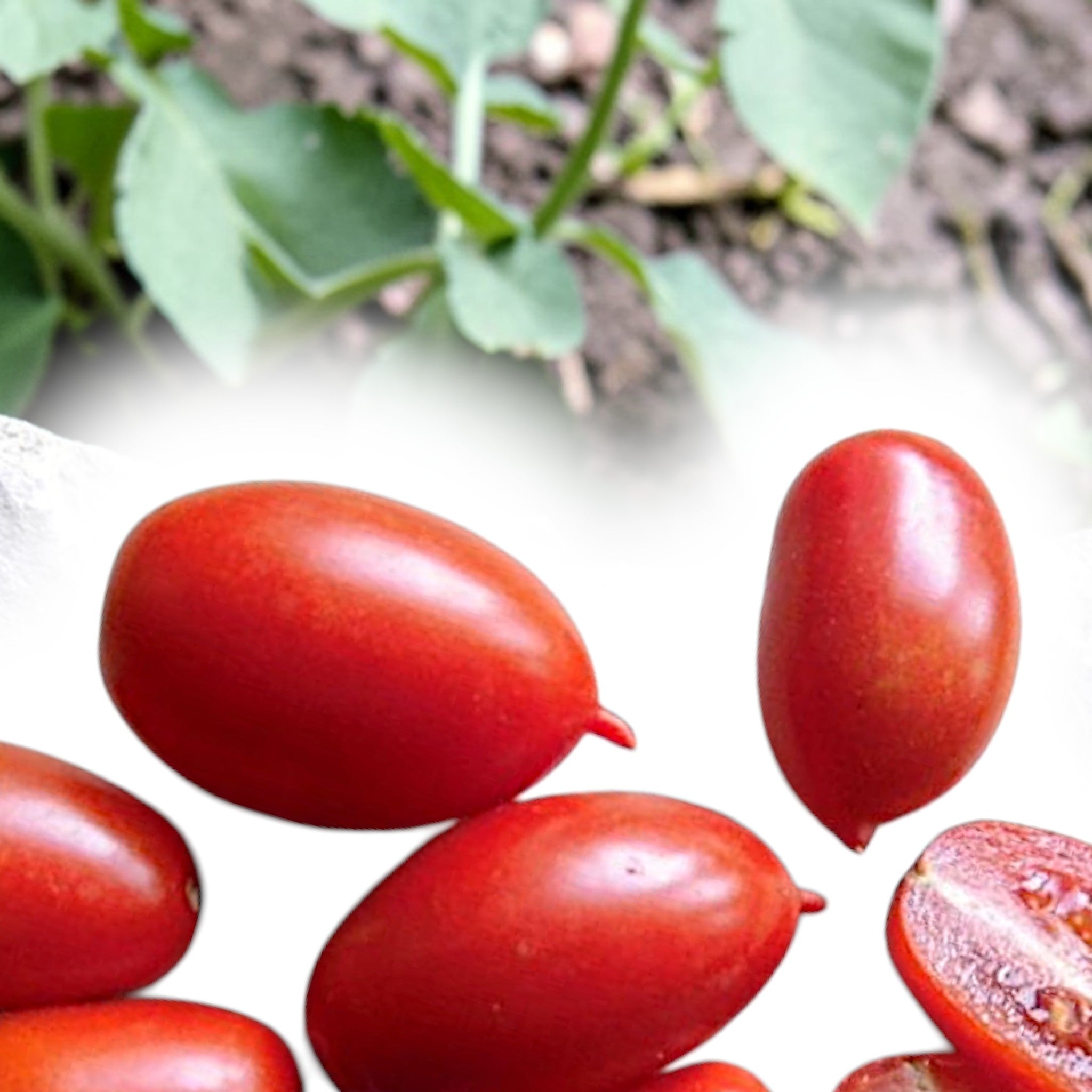 Toftegaard - Curly Kale