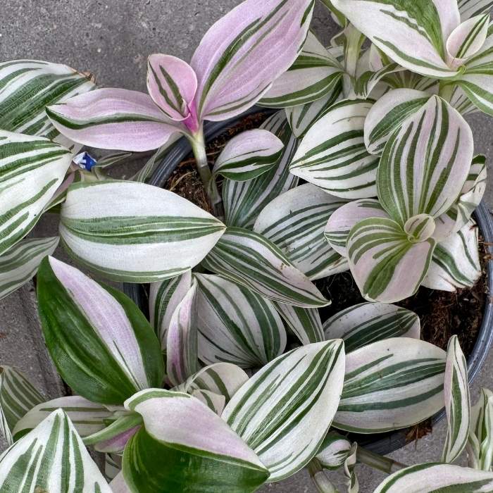 Tradescantia hybrid