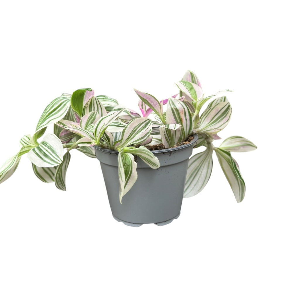 Tradescantia hybrid