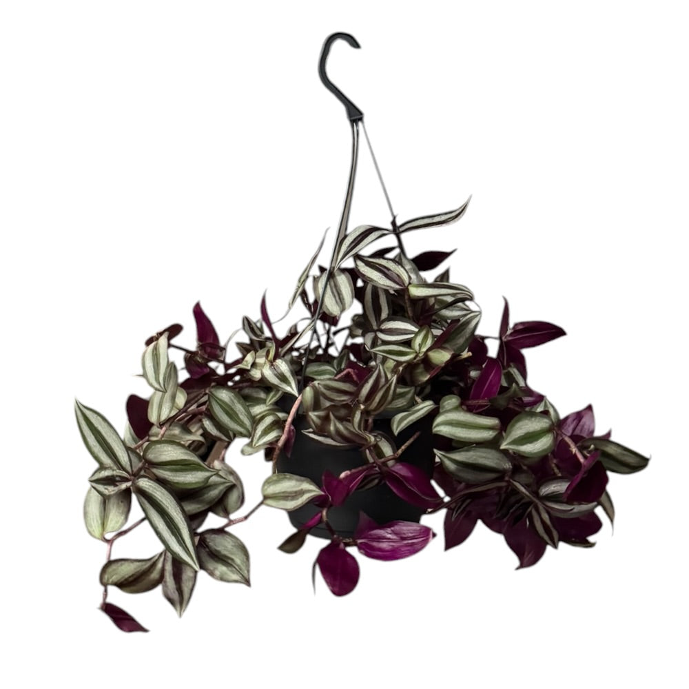 Tradescantia Violet - 17 cm potte