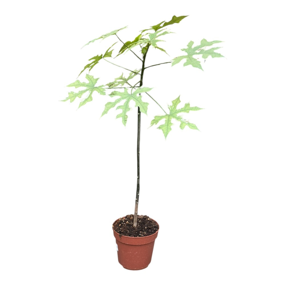 Broget træspinat Cnidoscolus aconitifolius ‘Variegata’ 