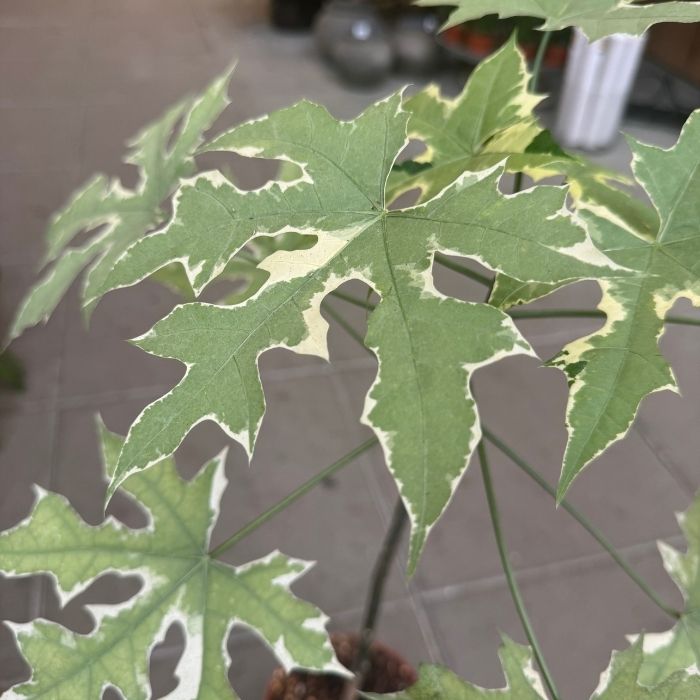 Broget træspinat Cnidoscolus aconitifolius ‘Variegata’ 