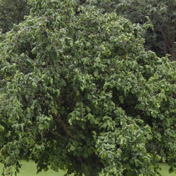 Troldhassel, Corylus Ave. Contorta - 5 L Potte