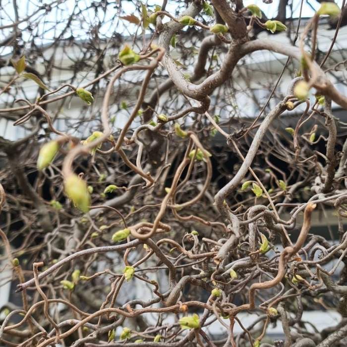 Troldhassel, Corylus Ave. Contorta - 5 L Potte