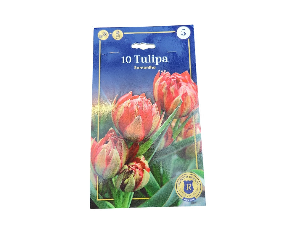Tulipanløg TULIPA BOTANIC Samantha til haven.