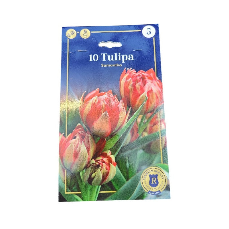 Tulipanløg TULIPA BOTANIC Samantha til haven.