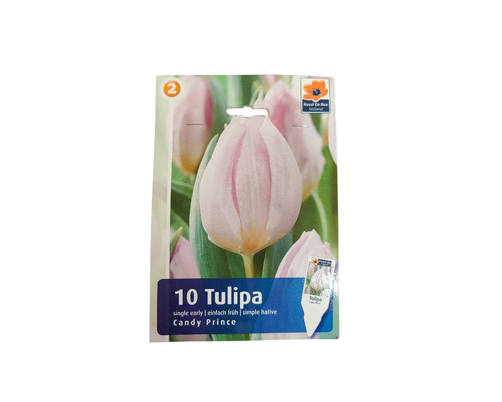 Tulipanløg TULIPA SINGLE EARLY Candy Prince til haven.