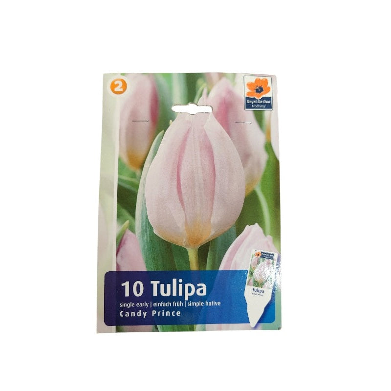 Tulipanløg TULIPA SINGLE EARLY Candy Prince til haven.
