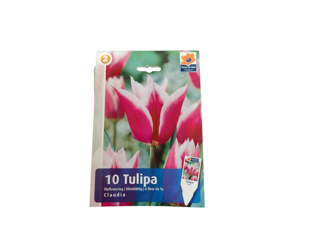 Tulipanløg TULIPA LILYFLOWERING Claudia til haveplantning.
