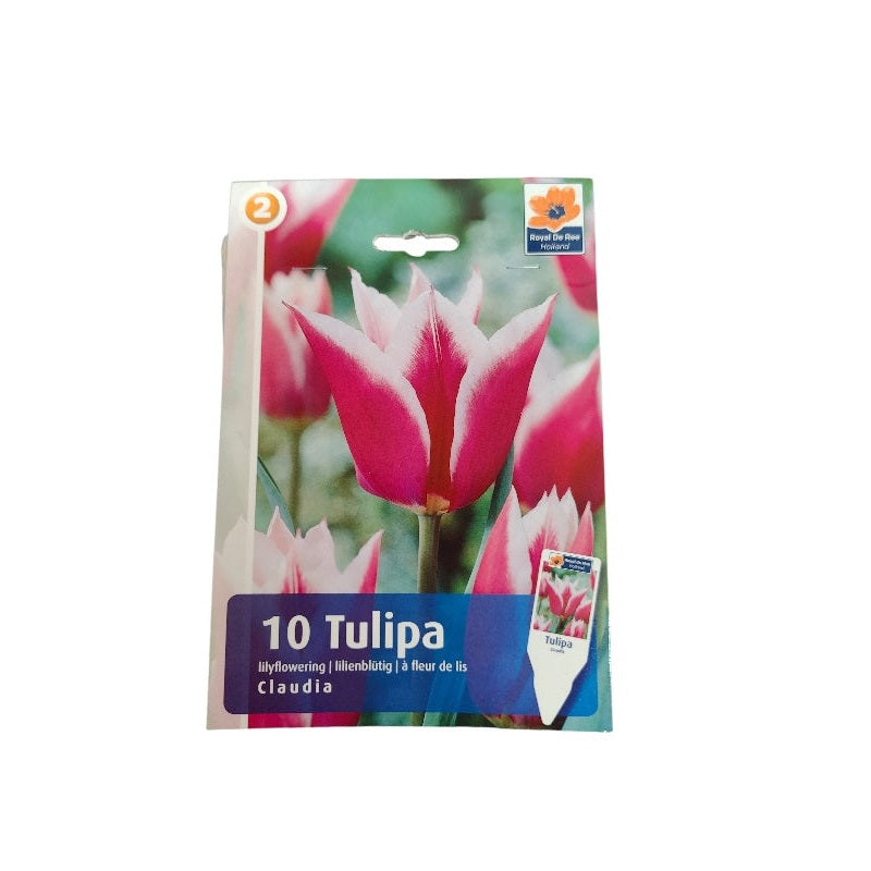 Tulipanløg TULIPA LILYFLOWERING Claudia til haveplantning.