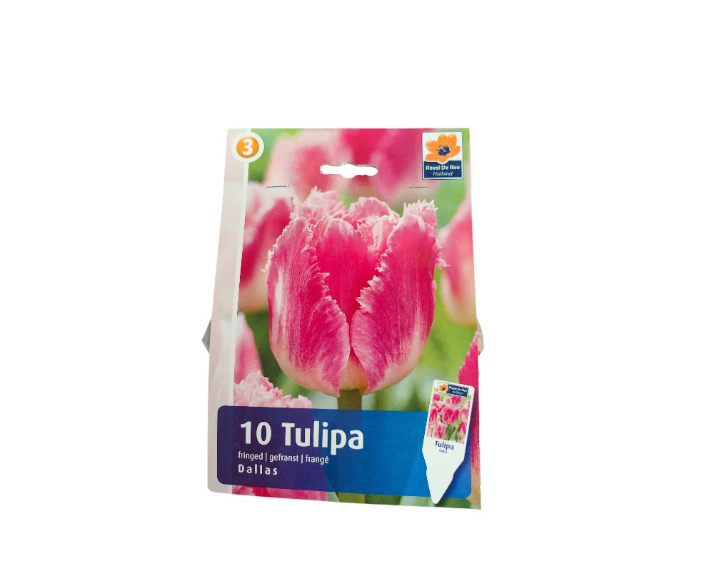 Tulipanløg TULIPA CRISPA (FRINGED) Dallas til haveplantning.