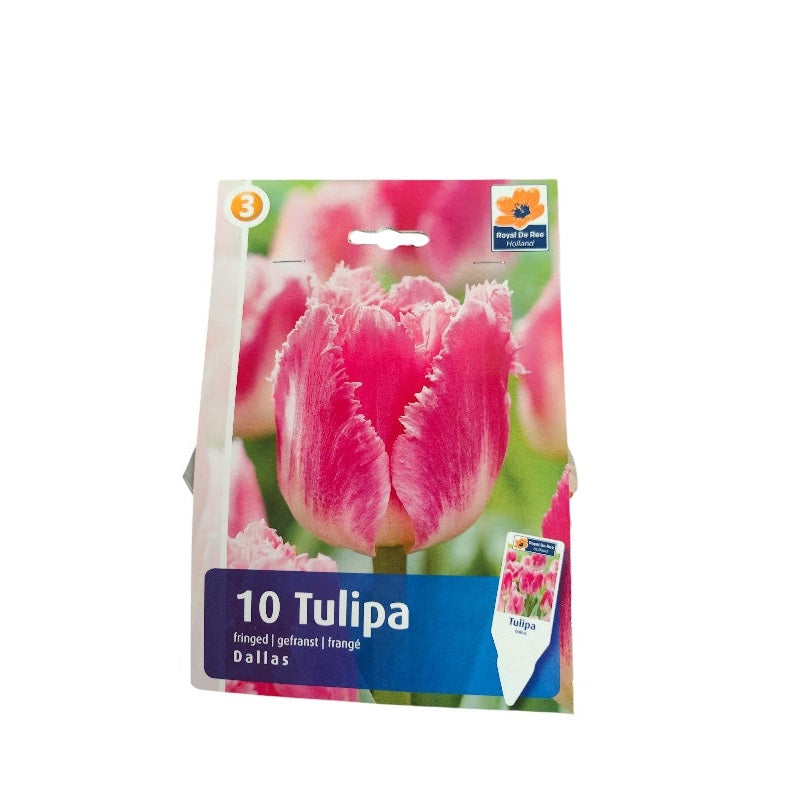 Tulipanløg TULIPA CRISPA (FRINGED) Dallas til haveplantning.