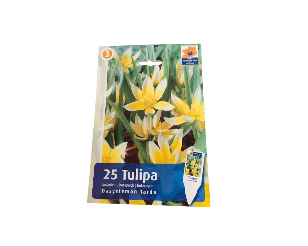 Tulipanløg TULIPA BOTANICAL/ROCKGARDEN Dasystemon Tarda til haven.