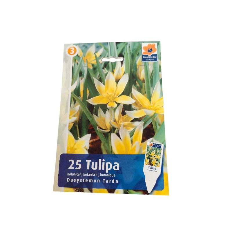 Tulipanløg TULIPA BOTANICAL/ROCKGARDEN Dasystemon Tarda til haven.