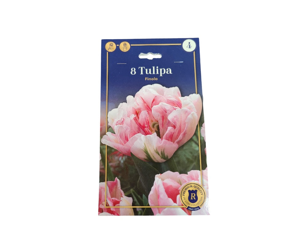 Tulipanløg TULIPA DOUBLE LATE Finola til haven planter.