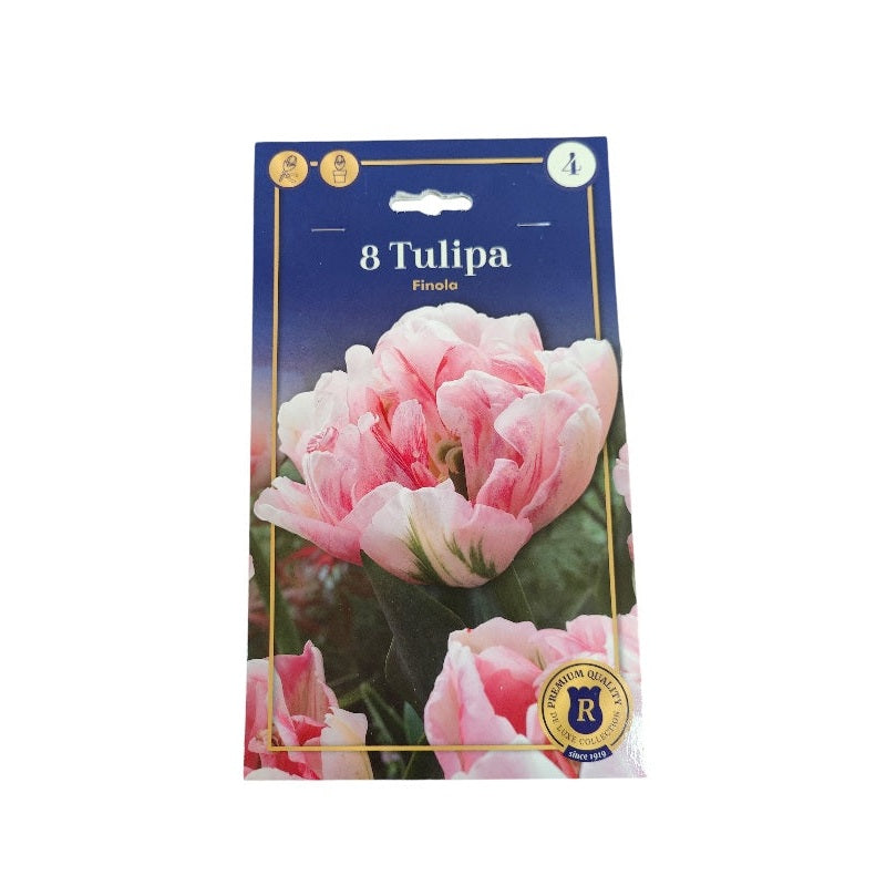 Tulipanløg TULIPA DOUBLE LATE Finola til haven planter.