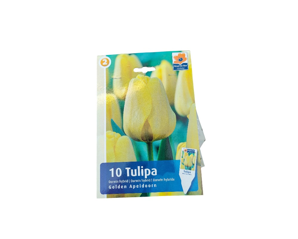 Tulipanløg TULIPA DARWIN HYBRIDE Golden Apeldoorn til haven.