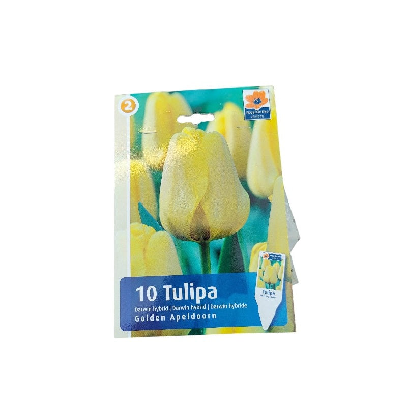 Tulipanløg TULIPA DARWIN HYBRIDE Golden Apeldoorn til haven.