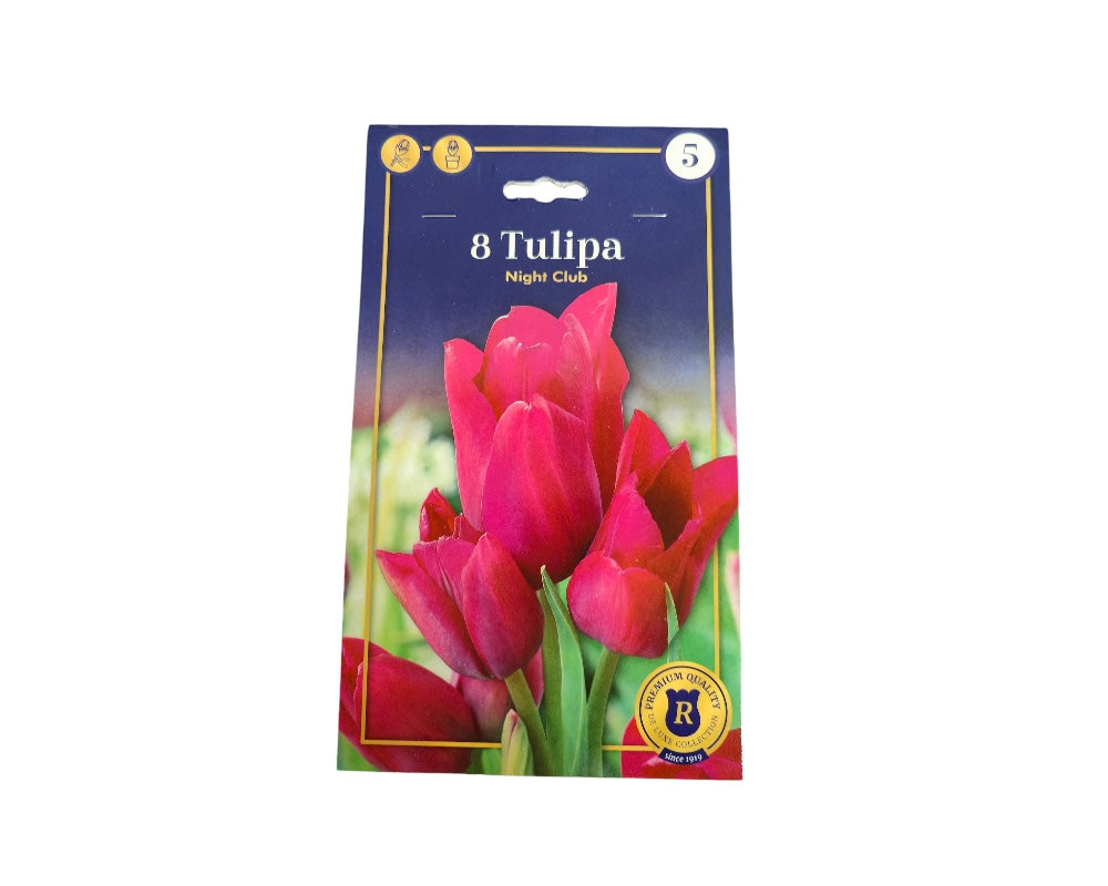 Tulipanløg TULIPA MULTIFLOWERING Night Club til haven.