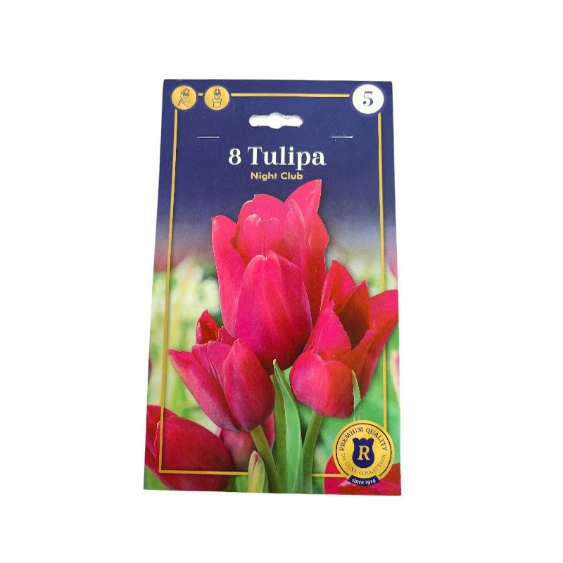 Tulipanløg TULIPA MULTIFLOWERING Night Club til haven.
