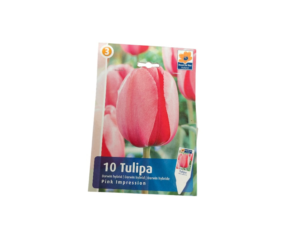 Tulipanløg TULIPA DARWIN HYBRIDE Pink Impression til haven.