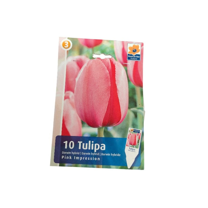 Tulipanløg TULIPA DARWIN HYBRIDE Pink Impression til haven.