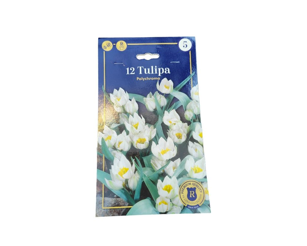 Tulipanløg TULIPA BOTANIC Polychroma til haven.