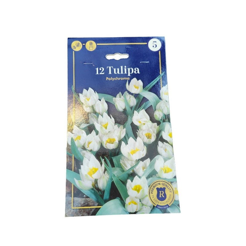 Tulipanløg TULIPA BOTANIC Polychroma til haven.