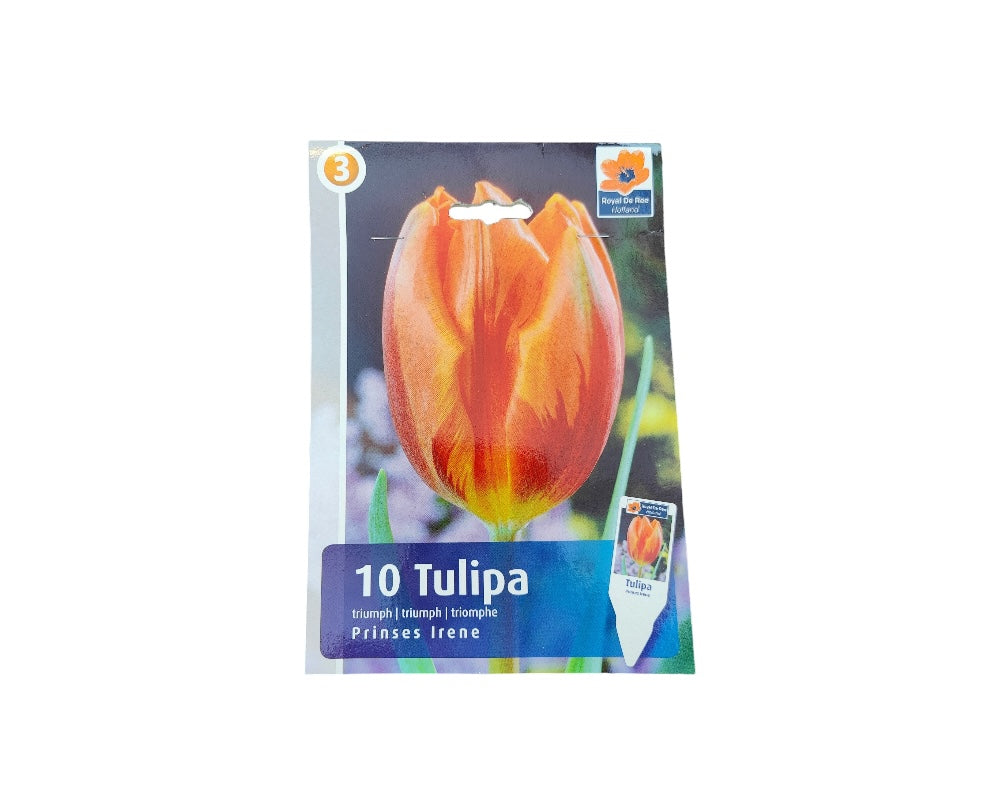 Tulipanløg TULIPA REMBRANDT Prinses Irene til haven.