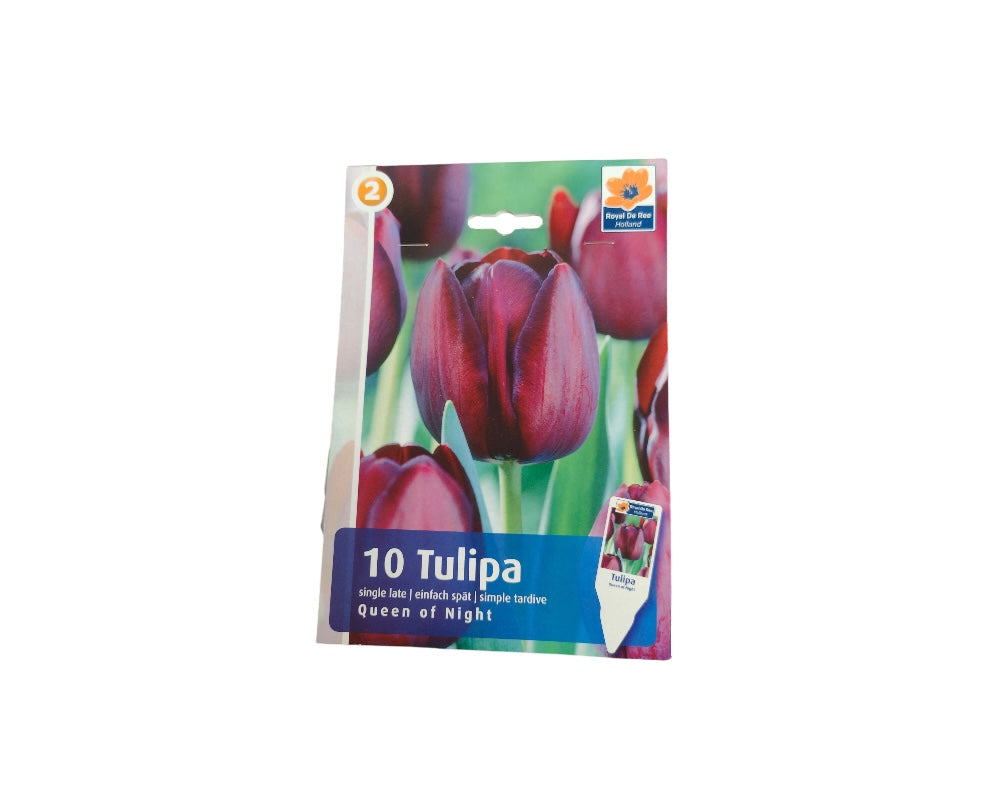 Tulipanløg TULIPA SINGLE LATE Queen Of Night til haven.